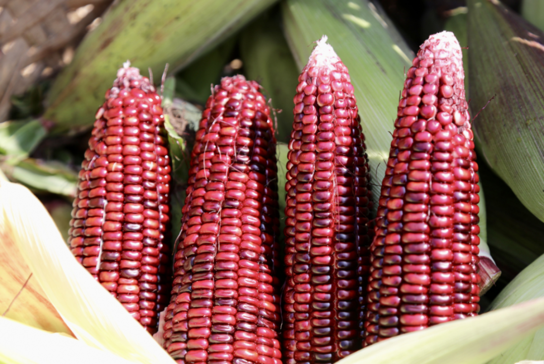 紫甜糯玉米.西江日报记者&nbsp; 杨永新&nbsp; 摄