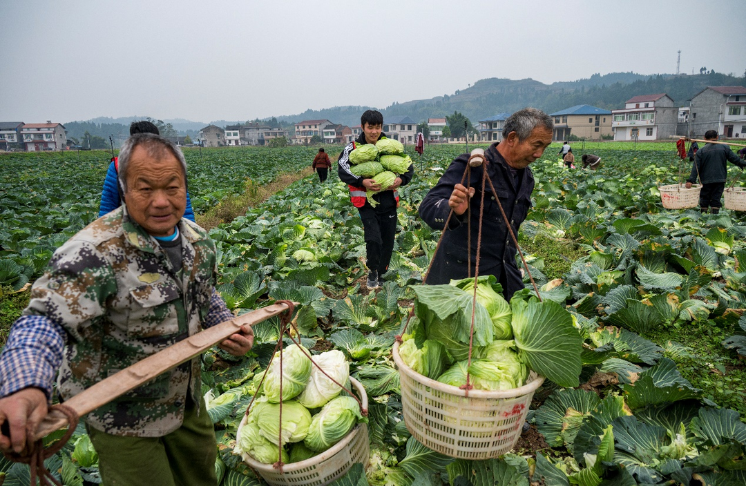 △安岳县农帮果蔬种植专业合作社共有300多户农户，种植有400多亩蔬菜。何浩 摄