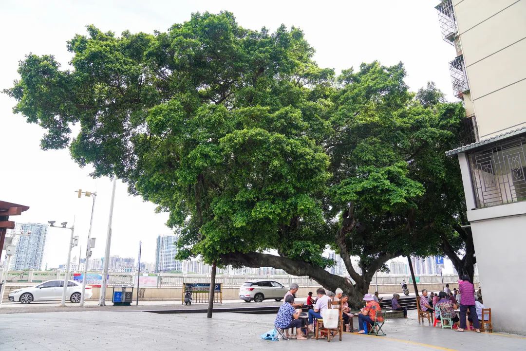 在清城区凤城街道沿江社区南门口公园,有一株149年树龄的古榕树.