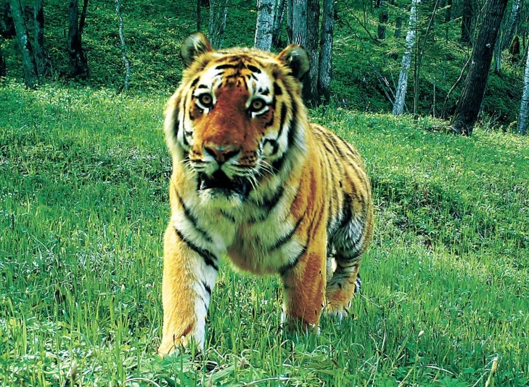 东北虎豹国家公园拍摄到的东北虎.(来源:中国绿色时报)