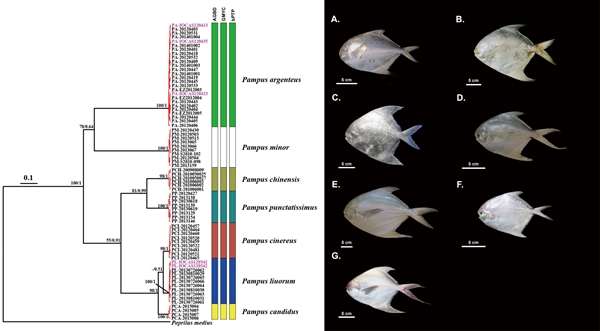 图1. 基于COI和Cytb序列物种界定的世界鲳属7个有效物种，A-G依次为银鲳、素鲳、中国鲳、灰鲳、刘氏鲳、珍鲳和翎鲳