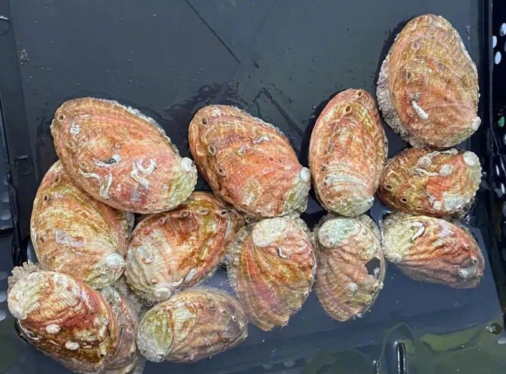 养殖鲍鱼&nbsp;图/詹媛