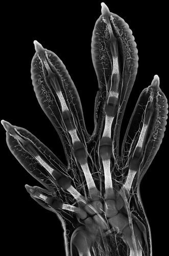 ▲击掌。进化生物学家 Grigorii Timin结合显微镜和艺术技巧制作了这张壁虎胚胎足部的详细图像。