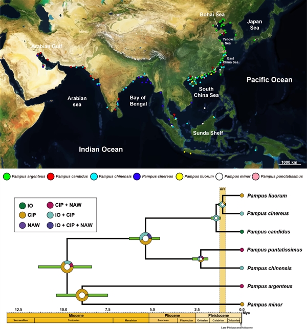 图2. 7种鲳属鱼类地理分布格局（上）与分化时间和生物地理重建（下）