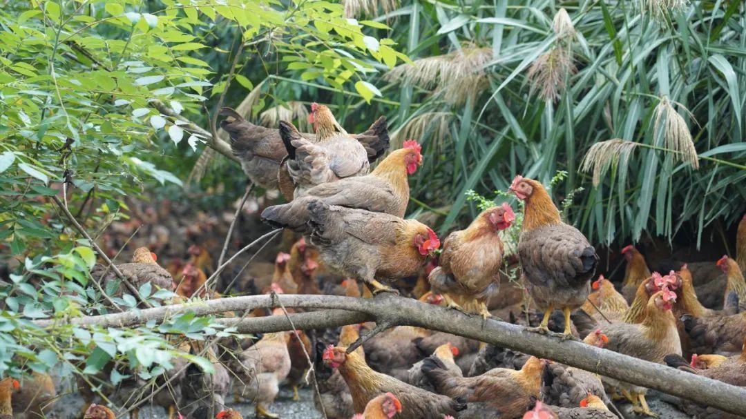 △清远鸡的饲养环境图源：受访者提供