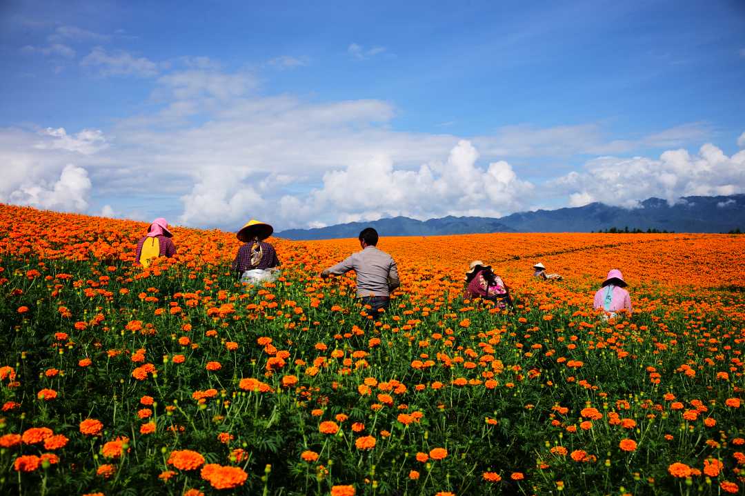 云南腾冲的万寿菊种植基地喜获丰收.李卫国摄