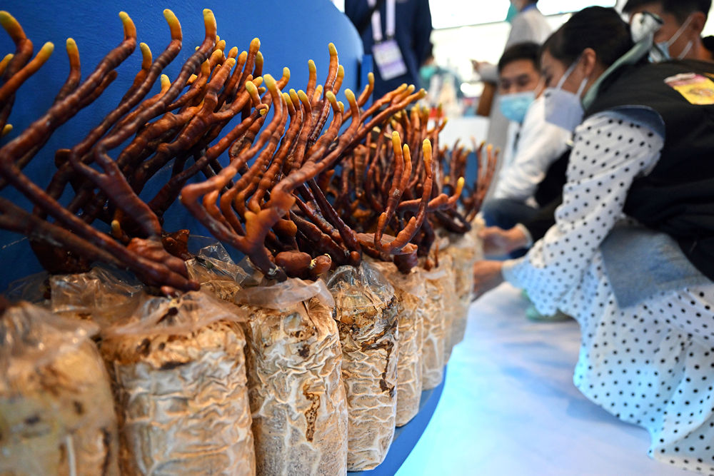 冬交会一线观察:为农业高质量发展插上品牌翅膀|农产品_新浪财经_新浪