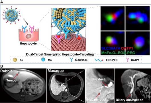 肝细胞特异性MnFe2O4-EOB-PEG纳米对比剂设计、开发及磁共振肝胆成像。（课题组供图）