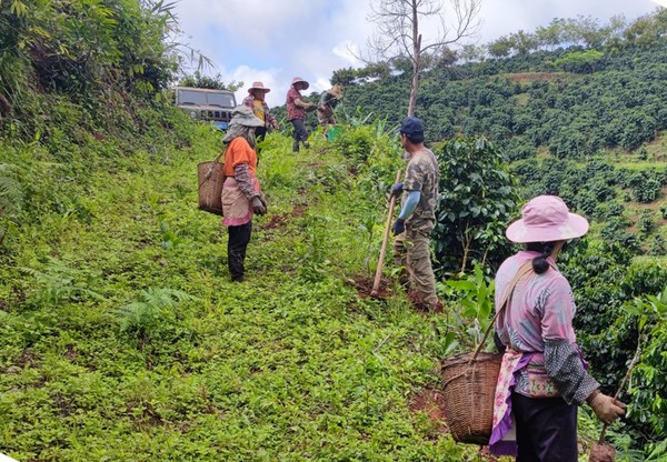 　　雀巢在云南咖啡地帮助当地咖农种植树木