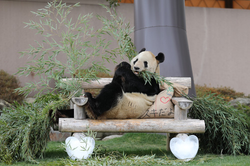 2019年2月14日，在日本和歌山县白浜野生动物园，大熊猫“永明”倚着“靠垫”吃竹子。新华社记者杜潇逸摄