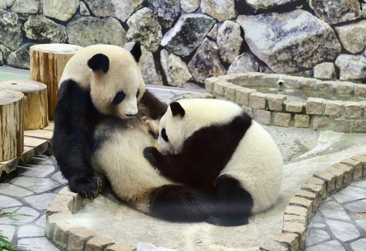 2021年11月22日，在日本和歌山县，大熊猫幼崽“枫浜”（右）偎依在妈妈“良浜”身边。新华社记者姜俏梅摄