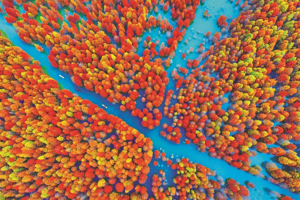 "皖南川藏线"红杉林 胡博 摄 地址:安徽省宣城市宁国市 红叶树种:红杉