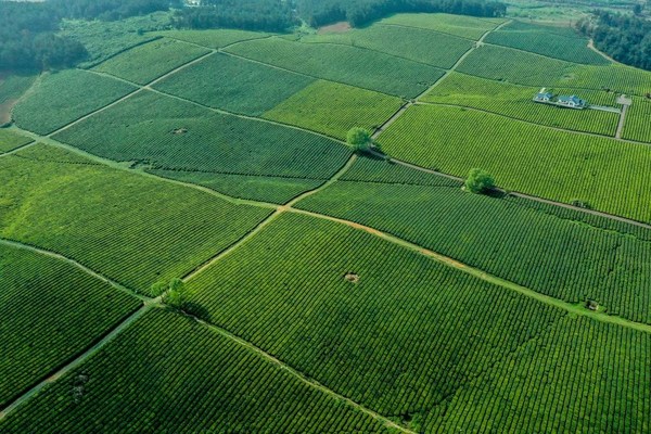 　　贵州省贵安新区羊艾茶园风光(4月9日摄，无人机照片)。