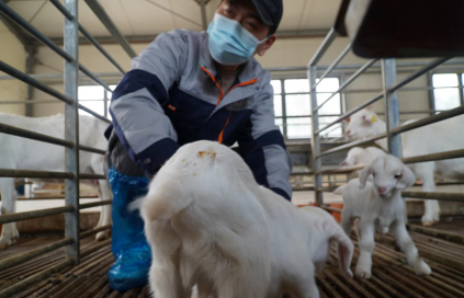 ▲万禾生态羊场羊娩识别系统一年可以拯救600只小羊。（摄影：大米）