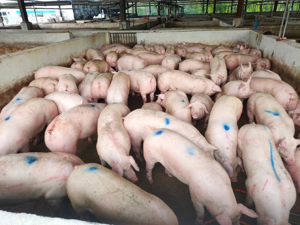 收购兴疆牧歌后，克明食品将拥有年出栏生猪30万头的养殖能力。