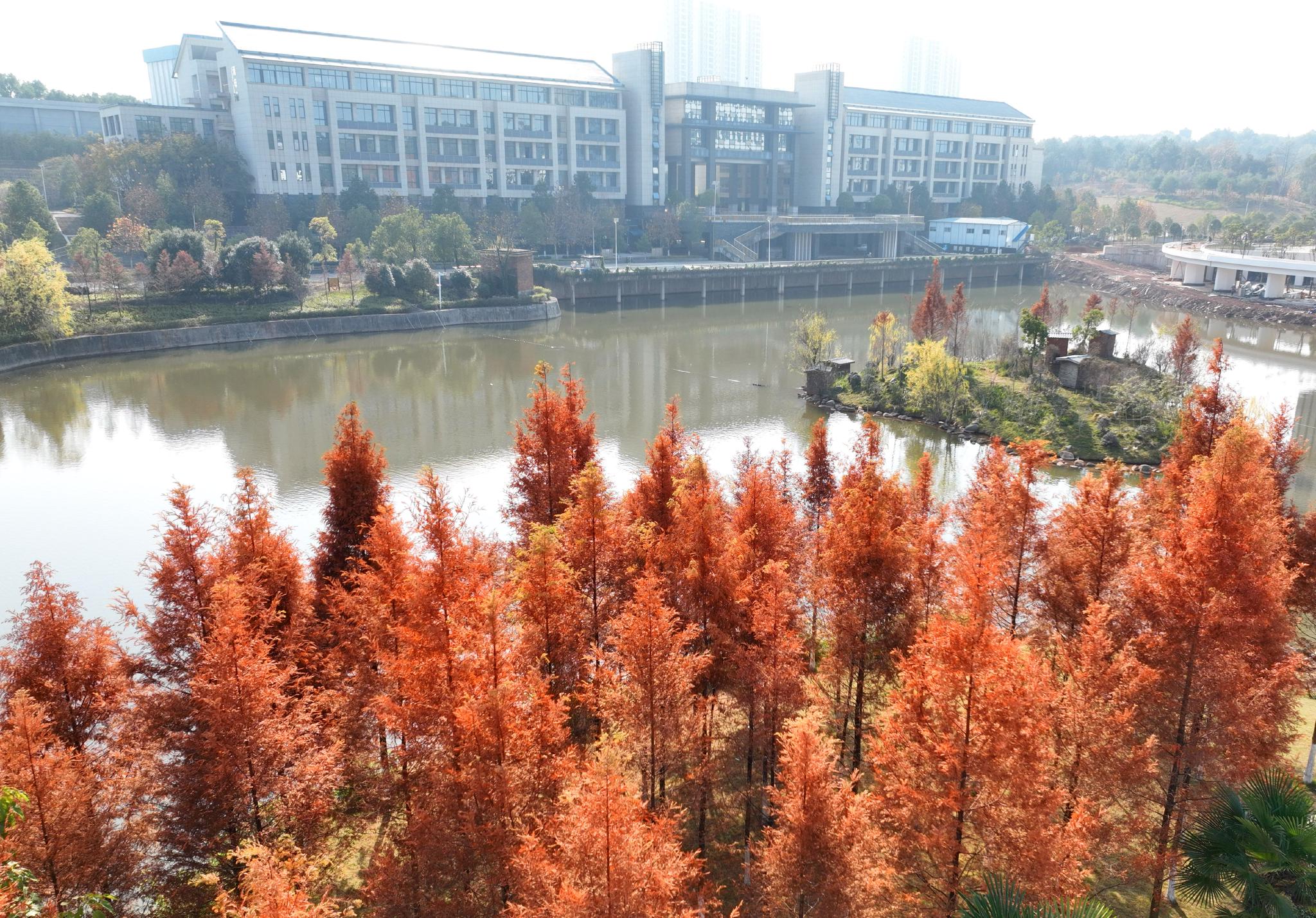 冬日的南华大学校园色彩斑斓,大美如画.通讯员 曹正平 摄