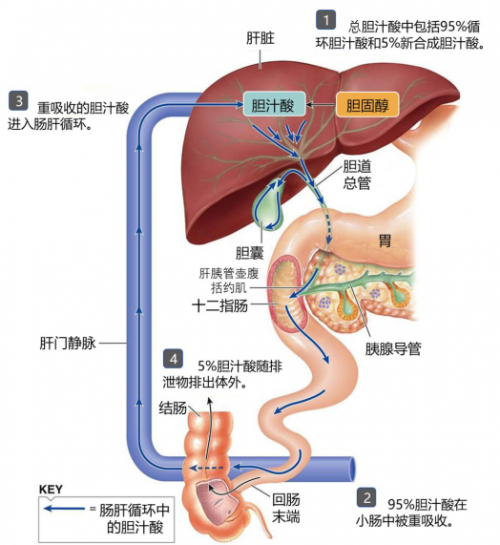 　　胆汁酸的肝肠循环