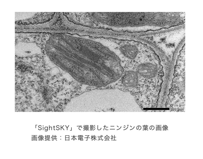 上为使用佳能LI5030SA系列CMOS传感器拍摄的像素相关微距图片