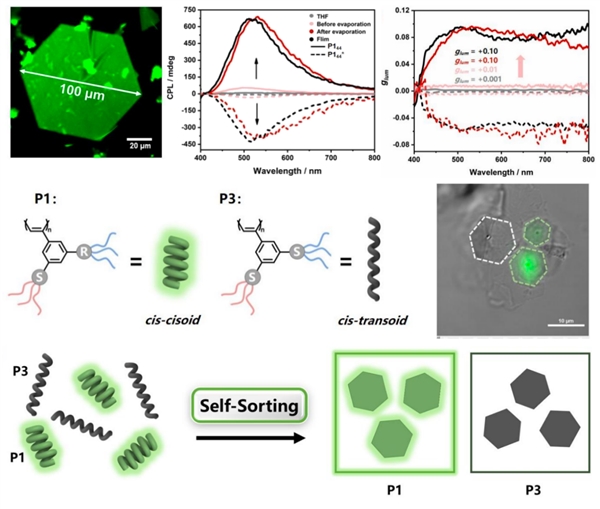 图2 两亲性聚苯乙炔增强的圆偏振发光性能和手性自分类行为