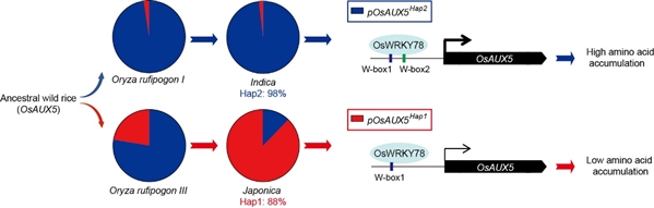 图3. OsWRKY78-OsAUX5调控水稻籽粒EAA积累的模式图