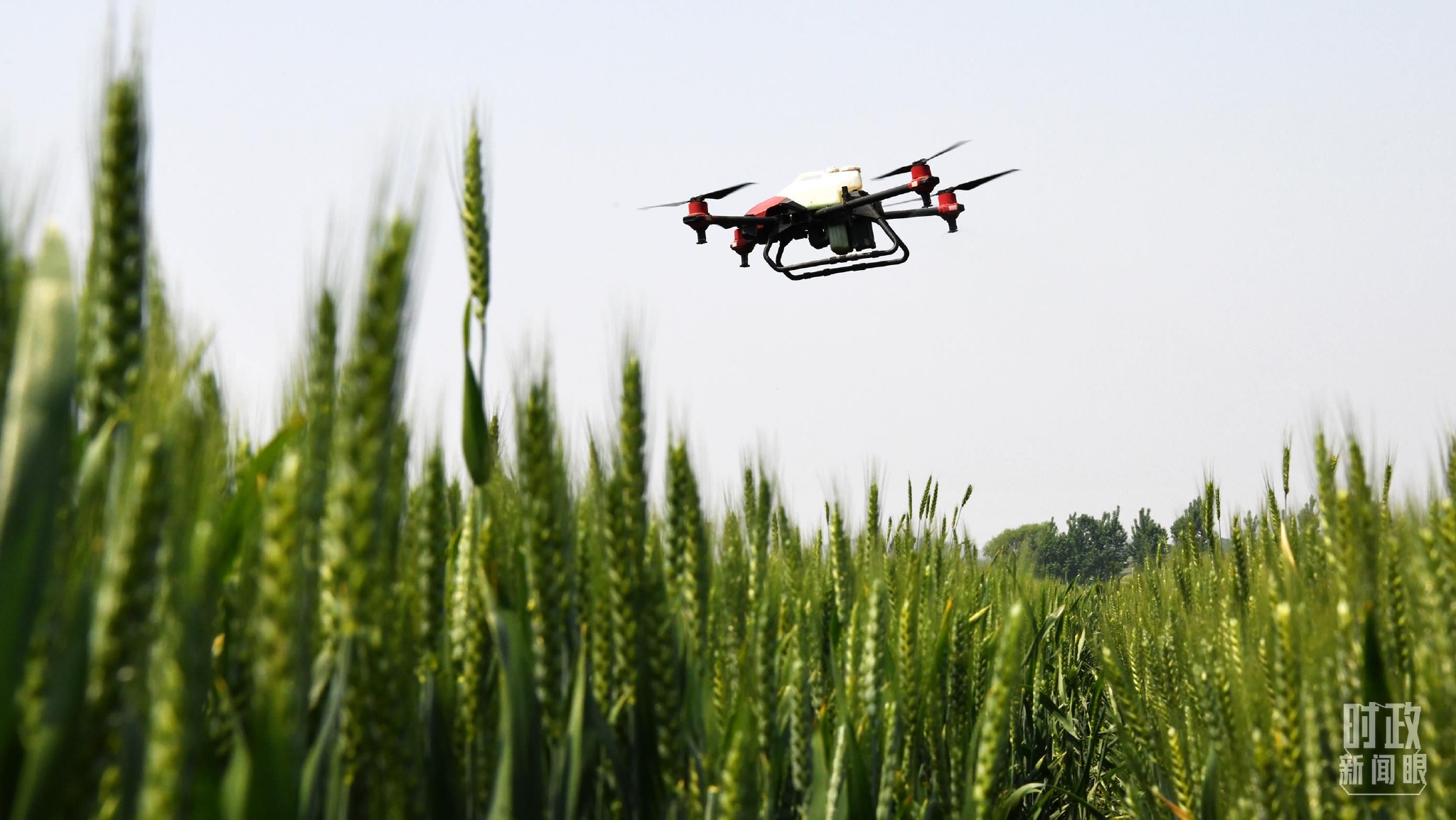 △山东枣庄使用无人机喷药防治小麦病虫害。（图/视觉中国）