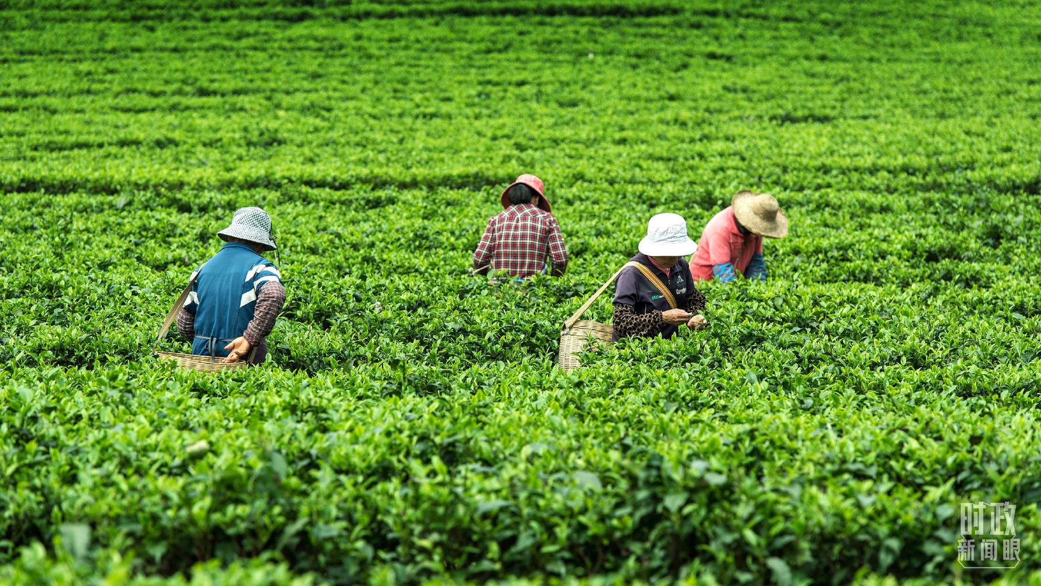 △广东省英德市的一处茶园，茶农们正在采茶。（图/视觉中国）