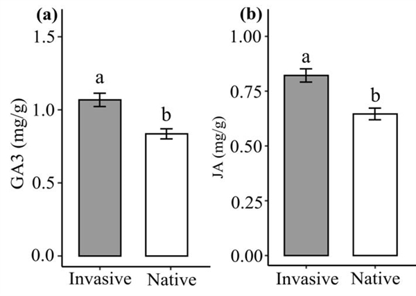 （3）外来入侵植物叶片中的赤霉素和茉莉酸含量高于本地植物（图3a, b）。