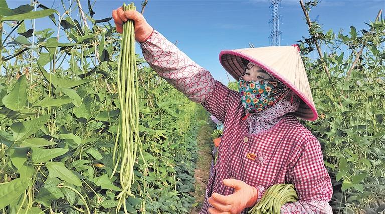 三亚市崖州区城西田洋的农户在采摘豇豆.本报记者潘世鹏摄