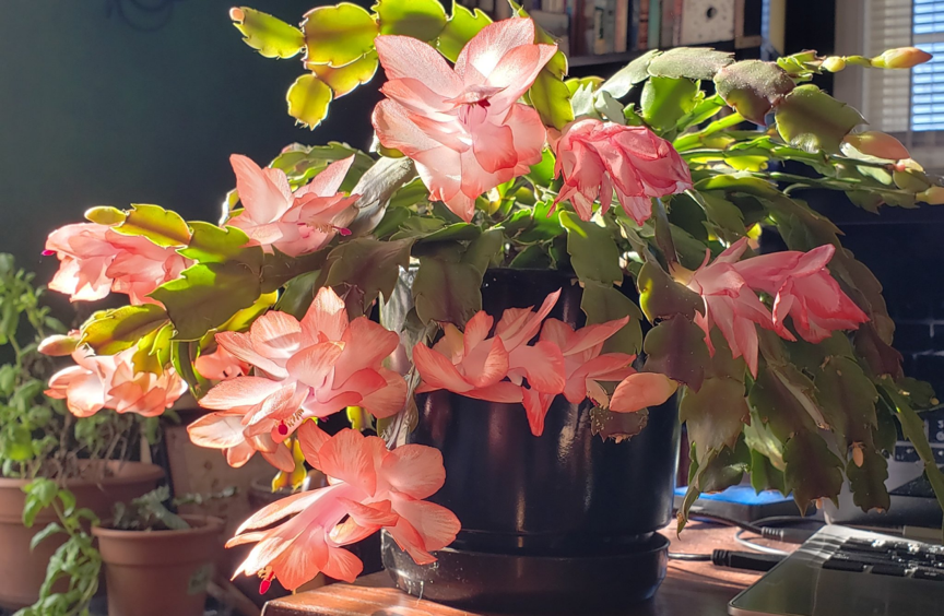 Schlumbergera x