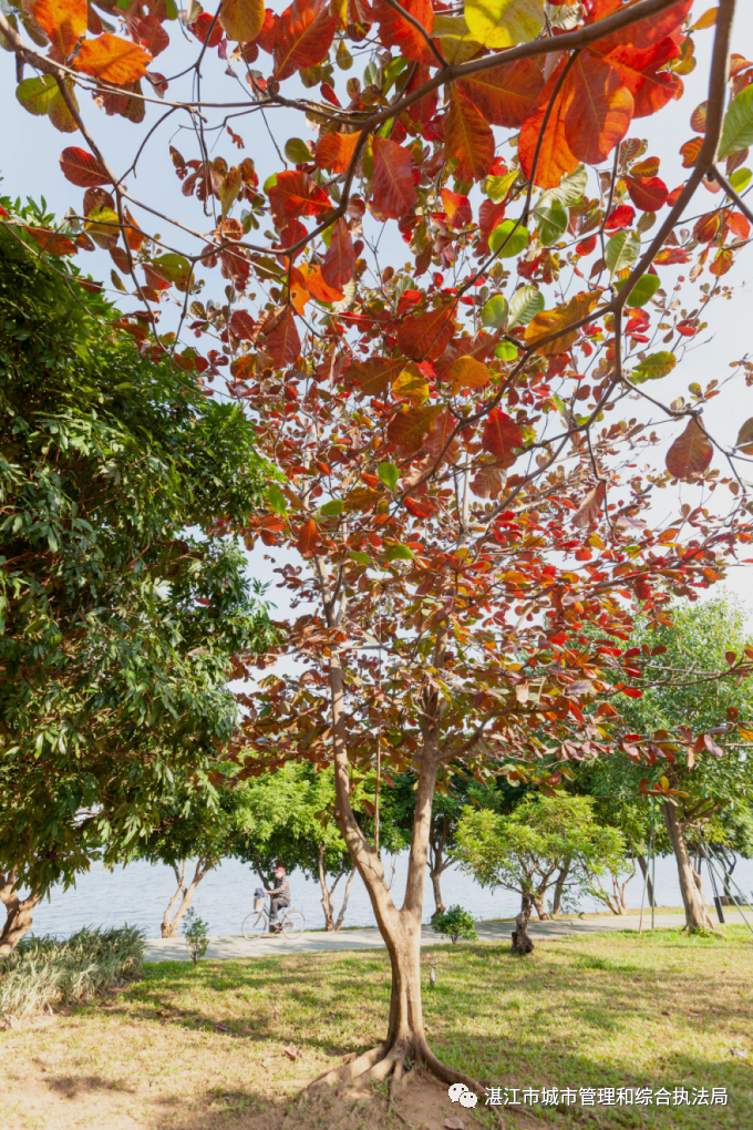 大叶榄仁与旁边的紫荆交相辉映美不胜收在一年四季常绿的湛江大叶榄仁