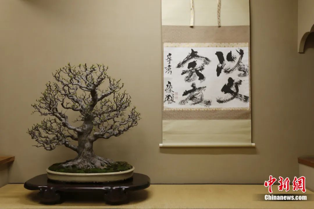 小林国雄创作的盆景.春花园供图