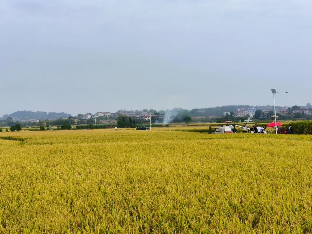 遭遇干旱、秋汛、物资涨价后，中国饭碗端得稳吗？