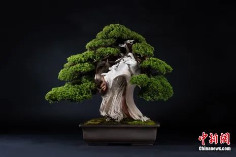 小林国雄创作的真柏盆景.竹田武史&nbsp;摄