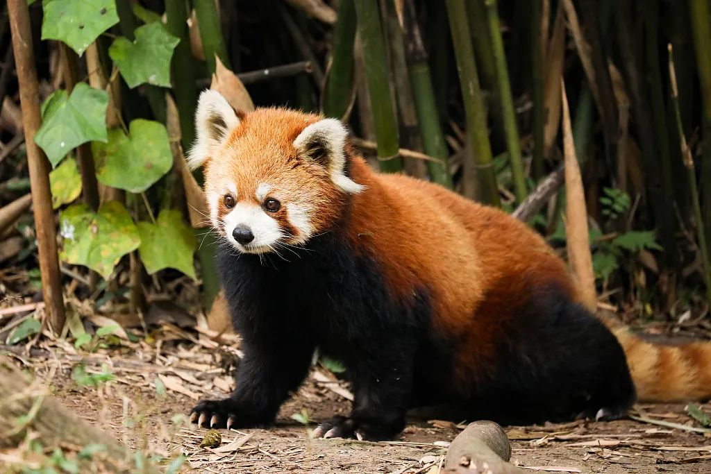 成都大熊猫繁育研究基地中的小熊猫。图/视觉中国