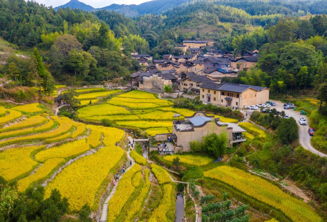 屏南厦地古村,稻香里游人赏秋