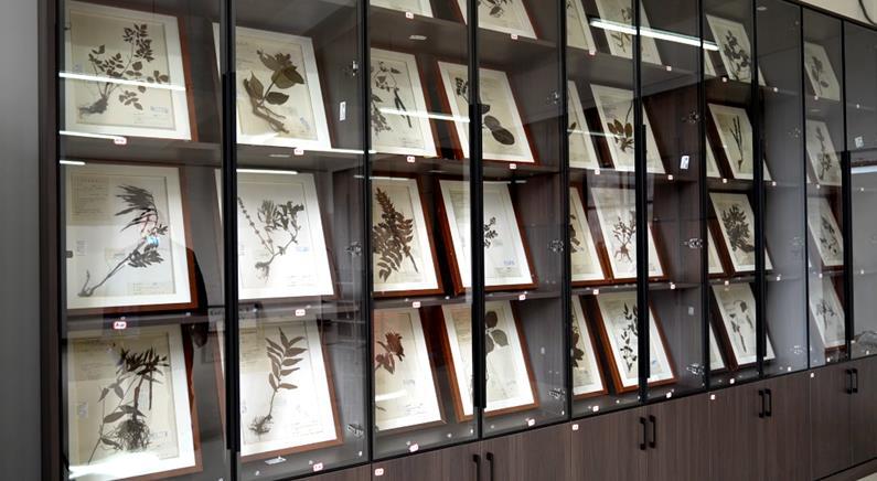 中草药标本展示柜