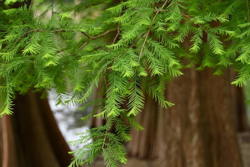春天的落羽杉叶色嫩绿(李文艳摄)