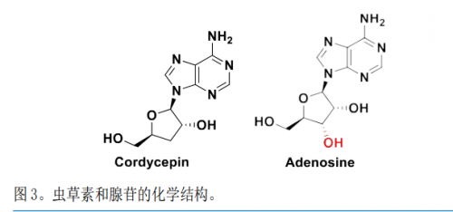 　　图源：《腺苷类似物虫草素对 SARS-CoV-2 复制的有效抑制活性》