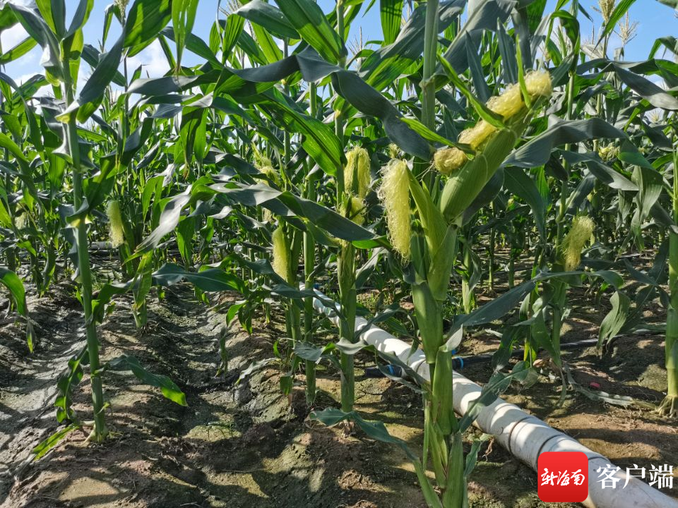 南繁育种基地里繁育的玉米.记者 利声富 摄