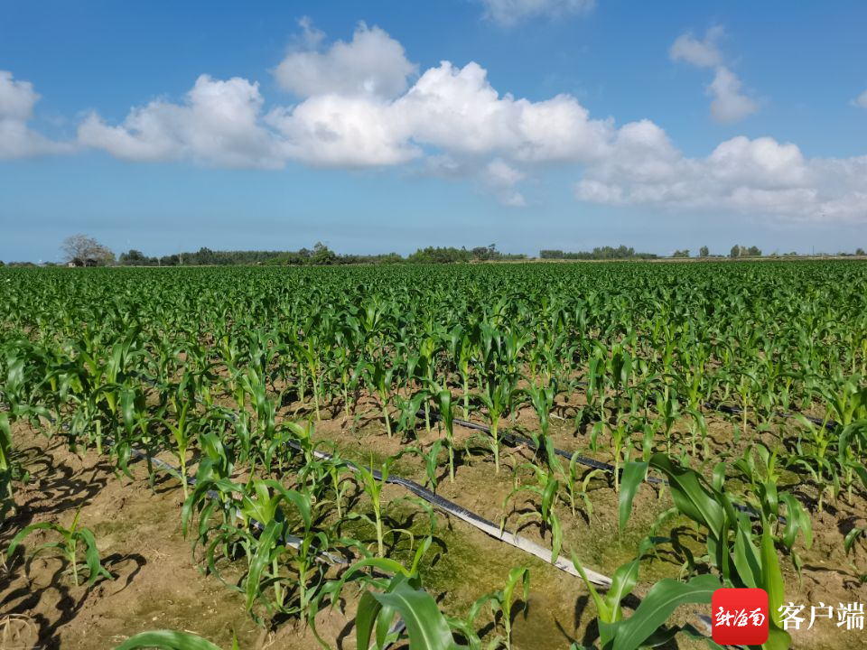 南繁育种基地里繁育的玉米.记者 利声富 摄