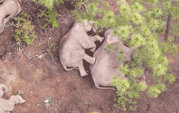 “短鼻家族”休息中