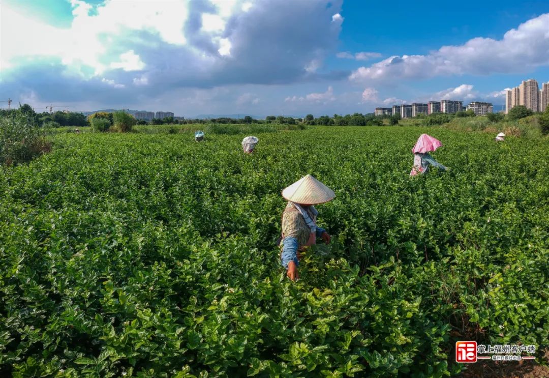 花农在花田里采摘茉莉花(资料图)林双伟 摄