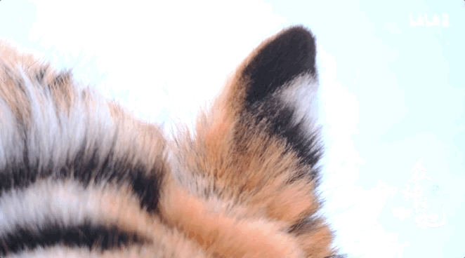 2006年，以冯利民为首的北京师范大学虎豹研究团队进驻了这片深林，他们坚信，老虎一定会回到这里。