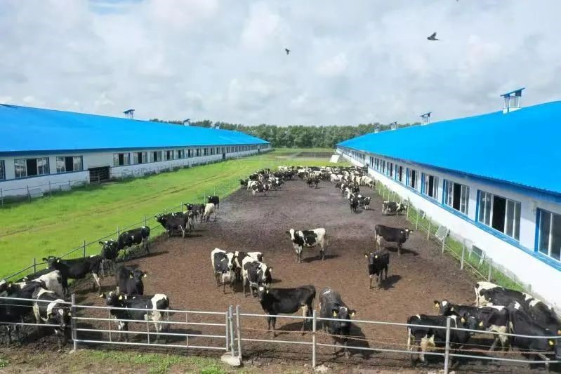 红栓菌代养骗局、鸡苗代养骗局云顶国际- 云顶赌场- 云顶娱乐城14名农户被骗27万牢记三点避免上当