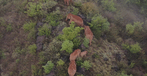 “短鼻家族”迁徙途中