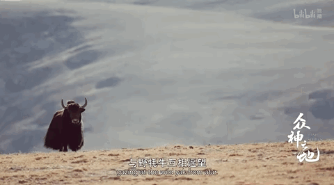 野牦牛“昆仑”