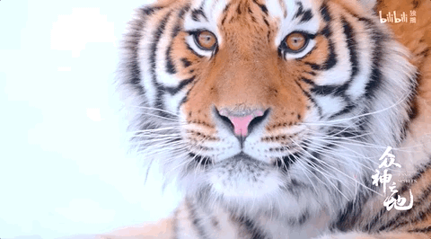 每一个经过自然之手点化的物种，都是存留于世的神迹。