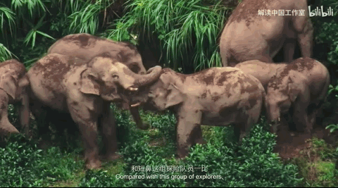 “短鼻家族”回到西双版纳