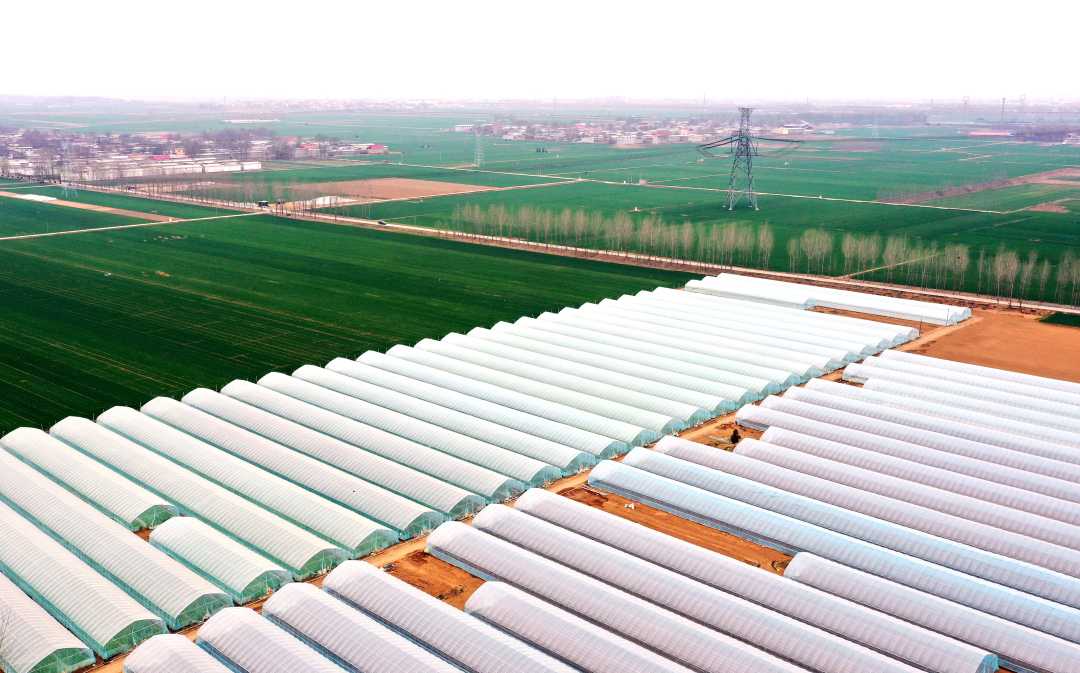 (组图)大棚农事忙_新浪财经_新浪网