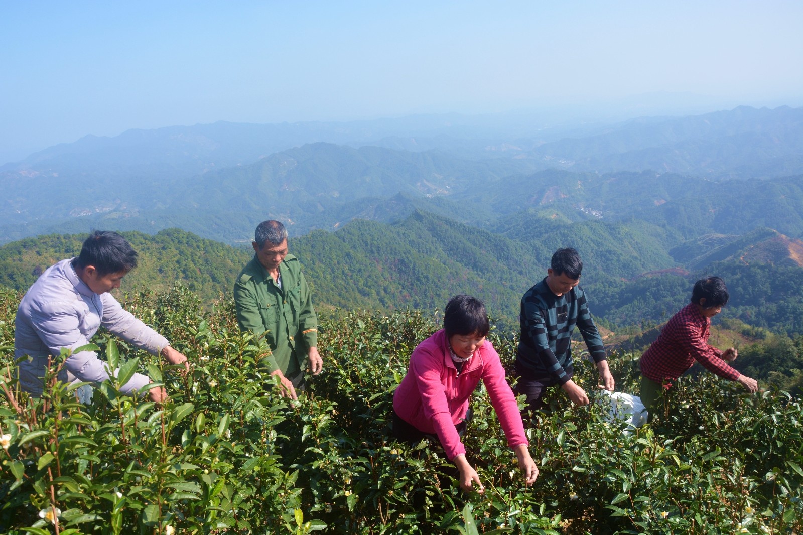 广西梧州市苍梧县六堡镇山坪村党支书祝雪兰(中)和茶农在高山茶园采摘
